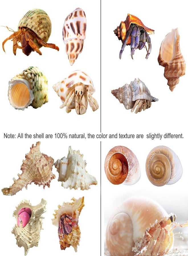 SINKOO 9PCS Hermit Crab Shells Large Small Growth Turbo Seashell Supplies Natural Sea Conch Home Decor - Image 4